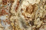 Beautiful Petrified Wood (Araucaria) Slab - Madagascar #361500-1